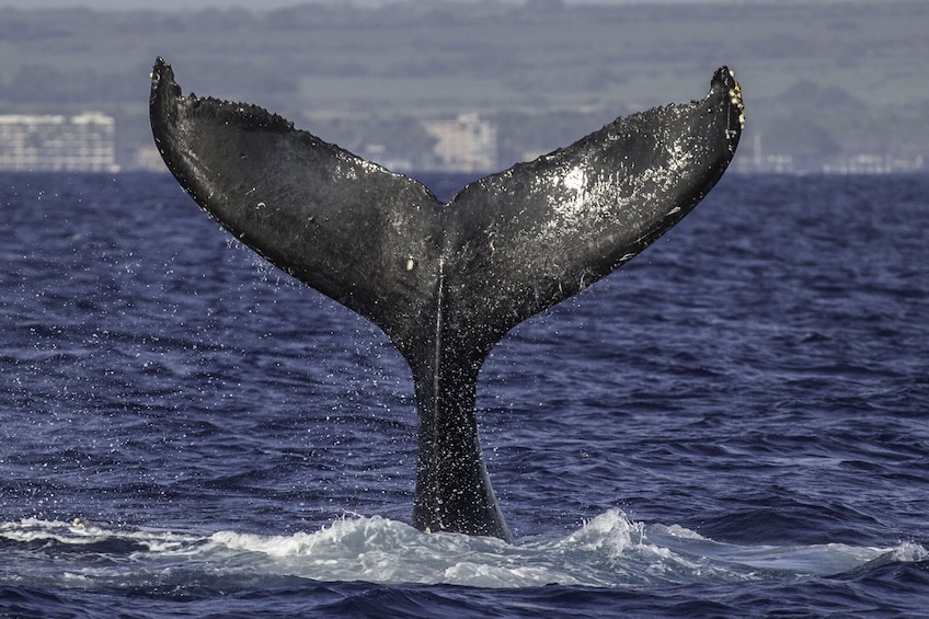 Show item 4 of 9. Maui Whale Watching Tour from Lahaina