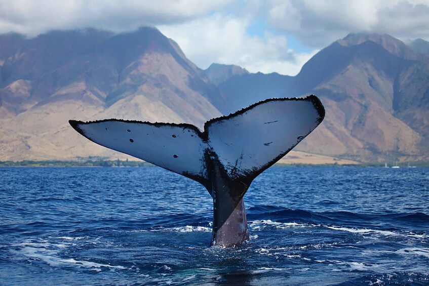 Show item 2 of 9. Maui Whale Watching Tour from Lahaina