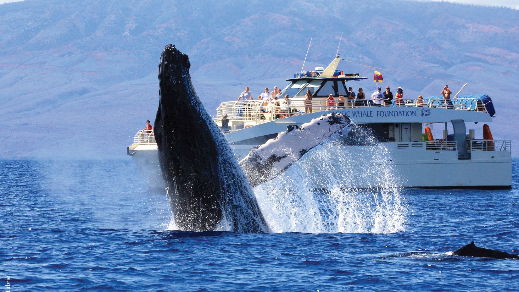 best whale watching tours big island hawaii