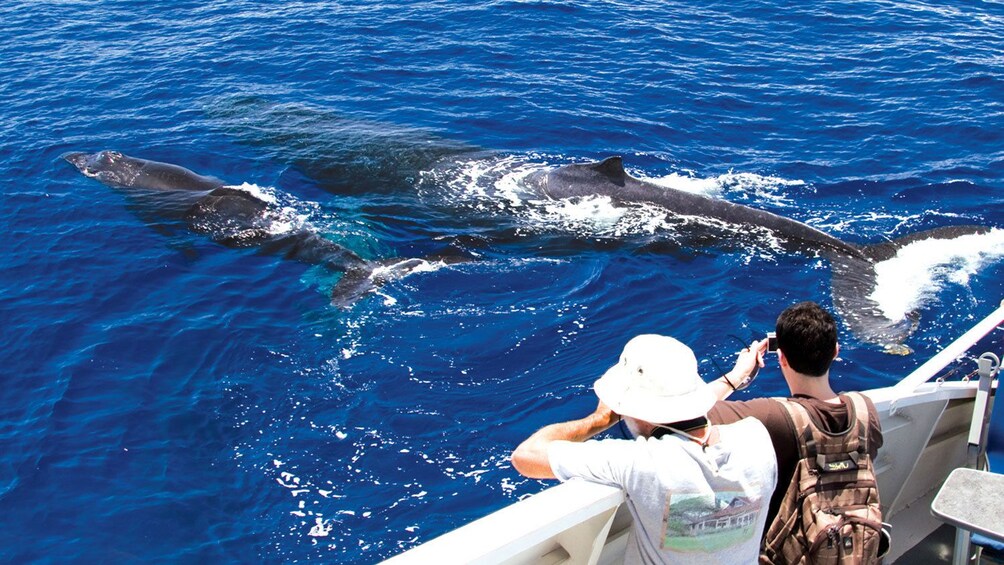 Show item 3 of 9. Guest looking over ship on a whale watching cruise in Maui