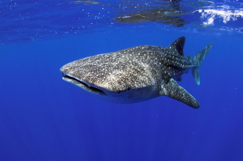 Snorkeling, Hawaiian Buffet, and Dolphin Watch- AM, PM or Sunset Cruise -