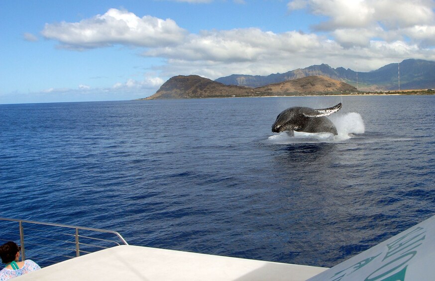 Dolphin-Watching & Snorkeling Cruise