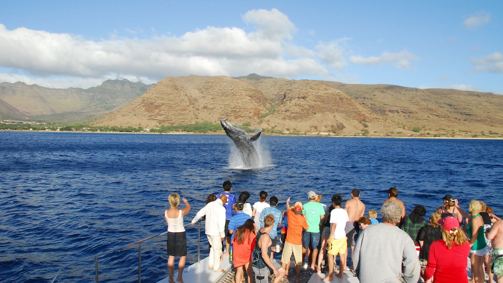 Tourist watching whale jump from water in Oahu