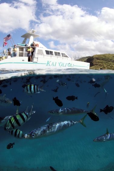 Snorkeling, Hawaiian Buffet, and Dolphin Watch- AM, PM or Sunset Cruise -
