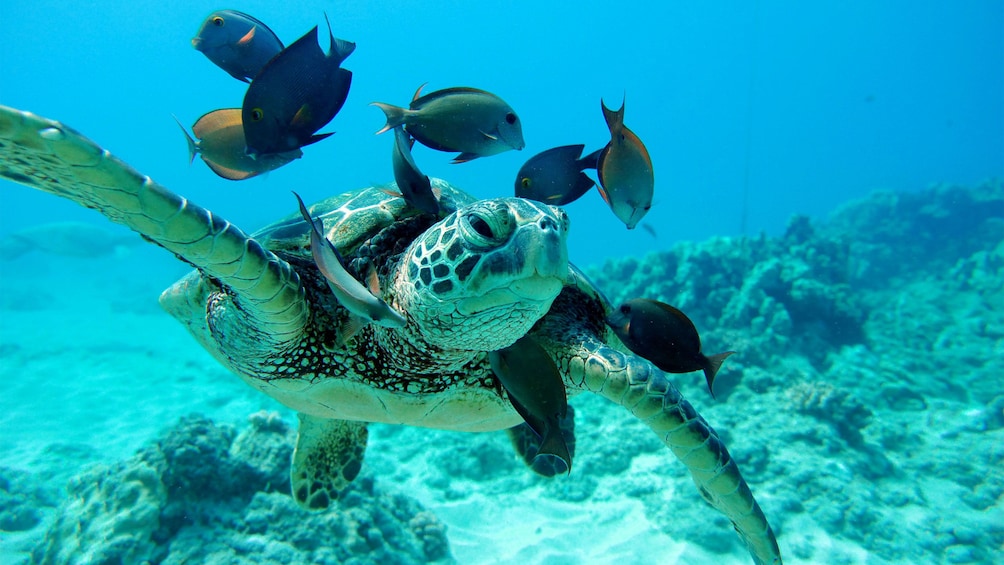 Turtle and fish in Oahu