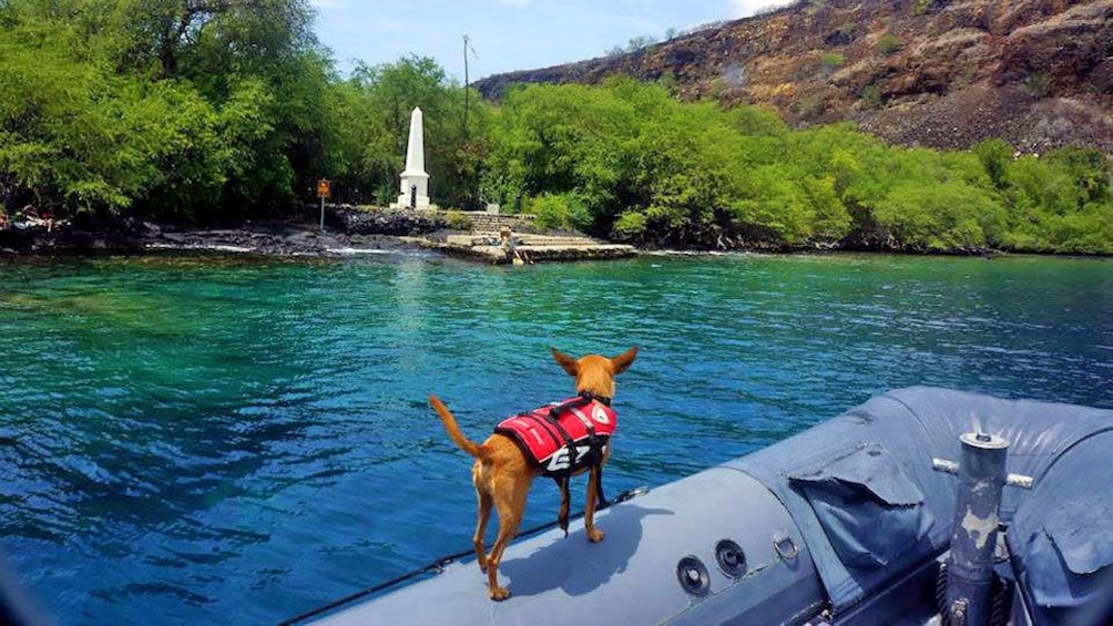 Chihuahua in a lifejacket on a raft in Hawaii