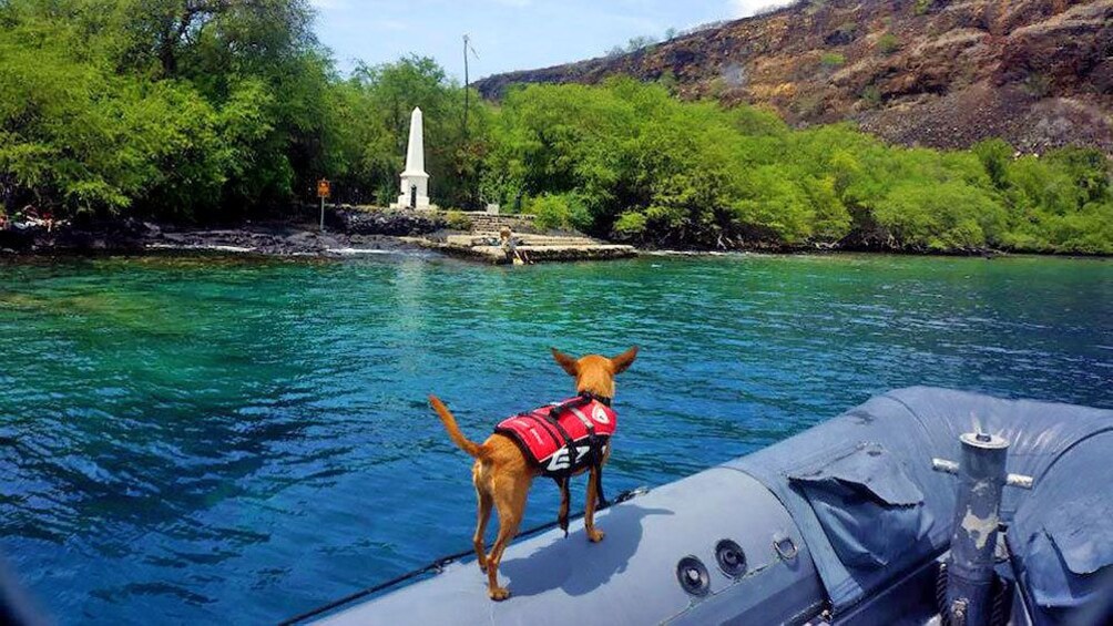 Chihuahua in a lifejacket on a raft in Hawaii