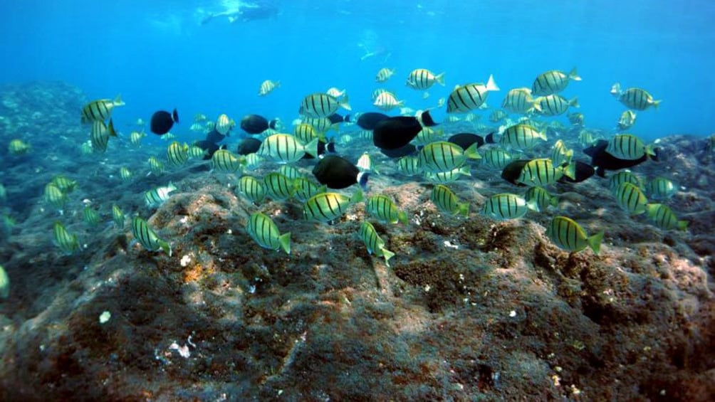 School of fish and coral reef in Hawaii