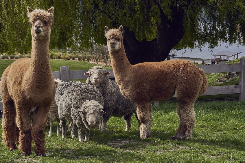 TSS Earnslaw Cruise & Walter Peak Farm Tour