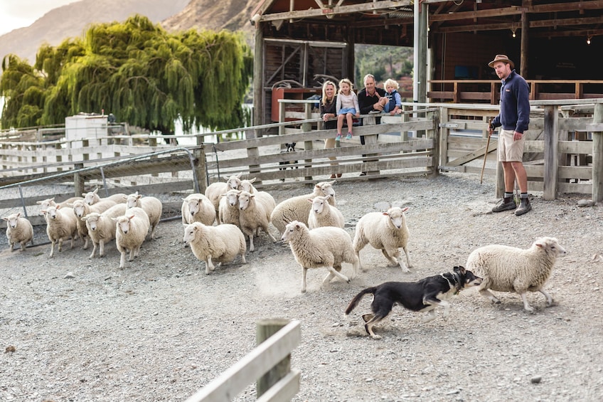 TSS Earnslaw Cruise & Walter Peak Farm Tour