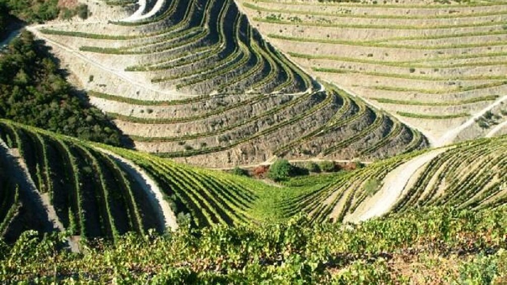 Aerial landscape view of vineyards and river.