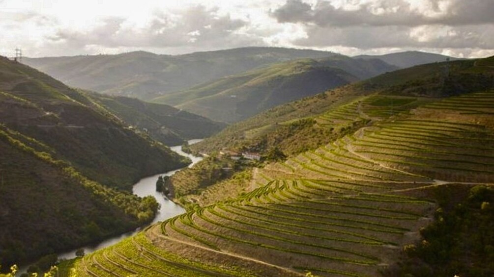 Aerial landscape view of vineyards and river.