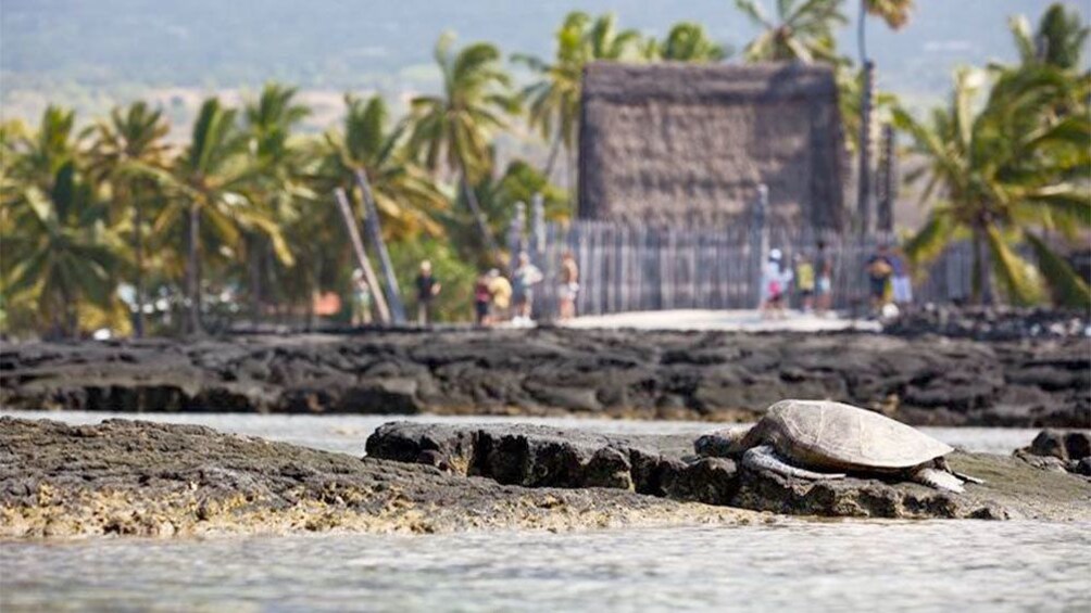 Sea turtle resting on the rocky shore on the Big Island of Hawaii 