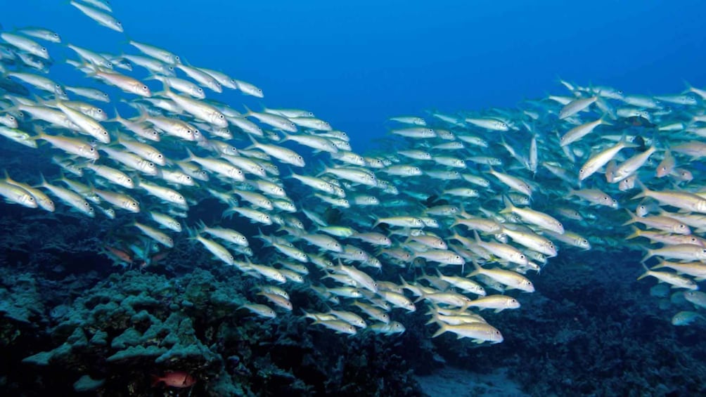 school of fish in hawaii