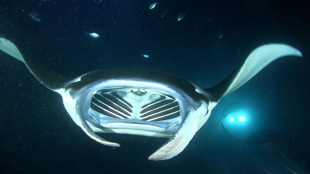 Frontal view of a Manta Ray