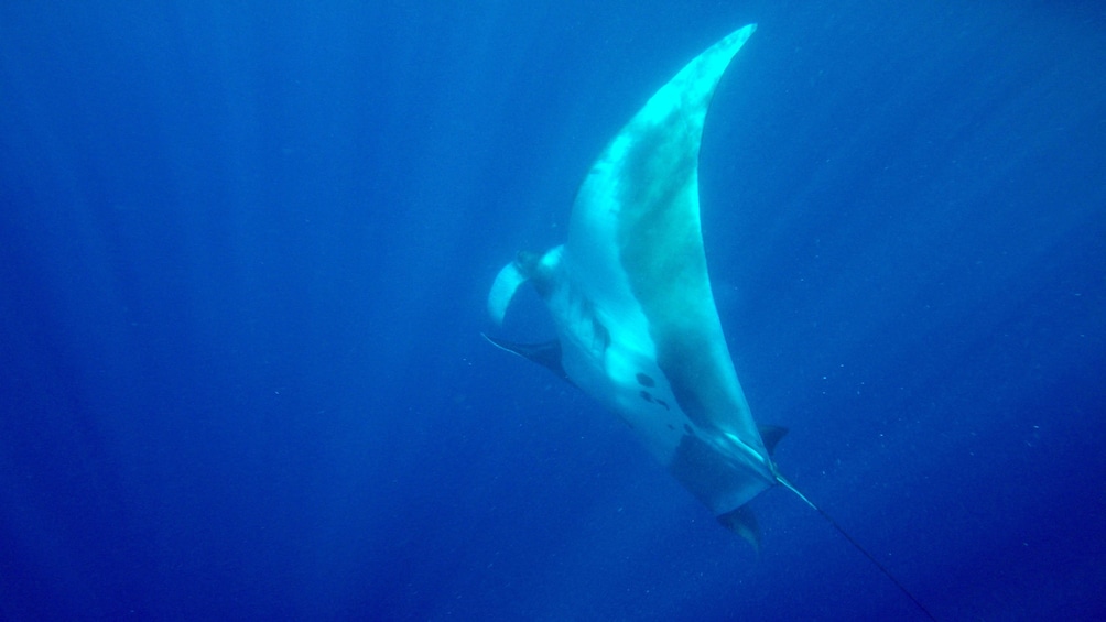 A Manta Ray