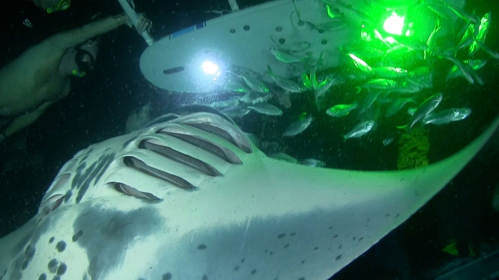 Snorklers swim with Manta rays at night