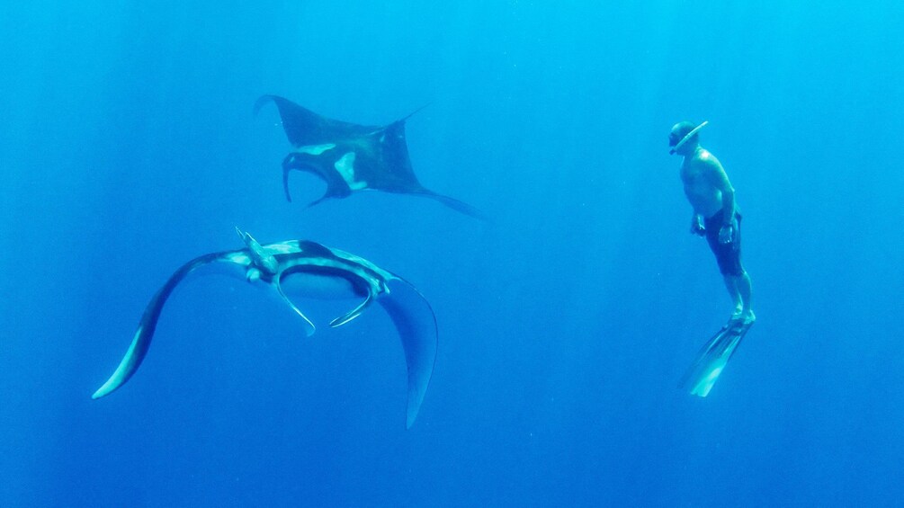 Two Manta Rays with Snorkler