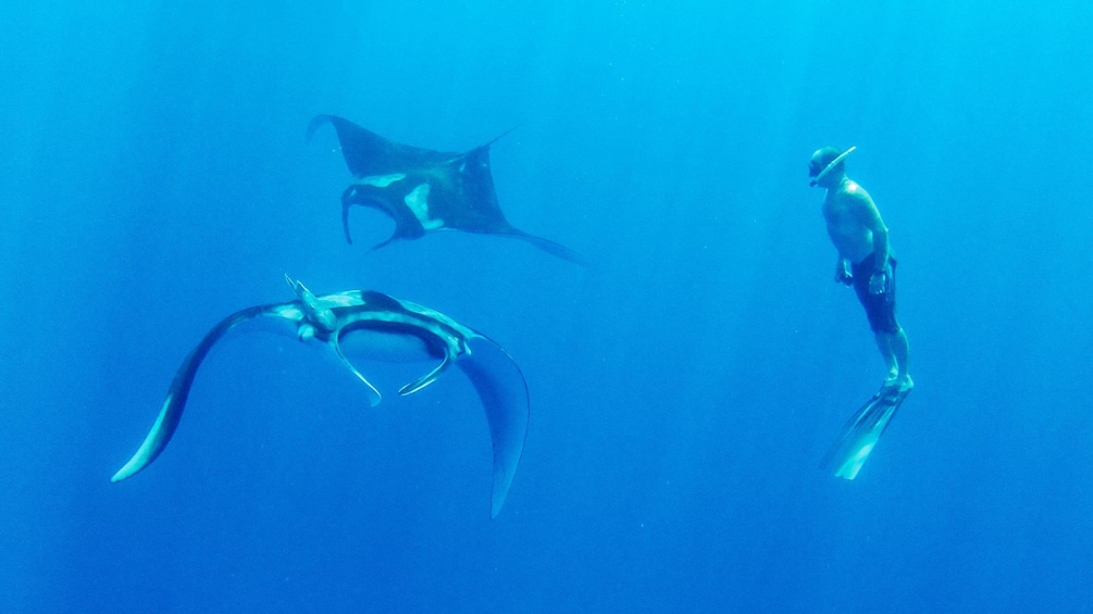 Two Manta Rays with Snorkler