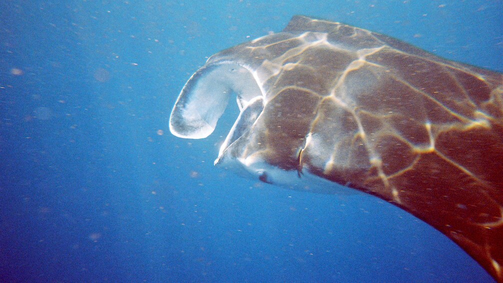 Close up of a Manta Ray