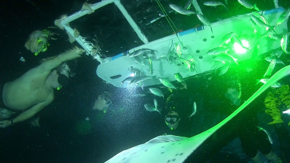 Snorklers swim with Manta rays at night