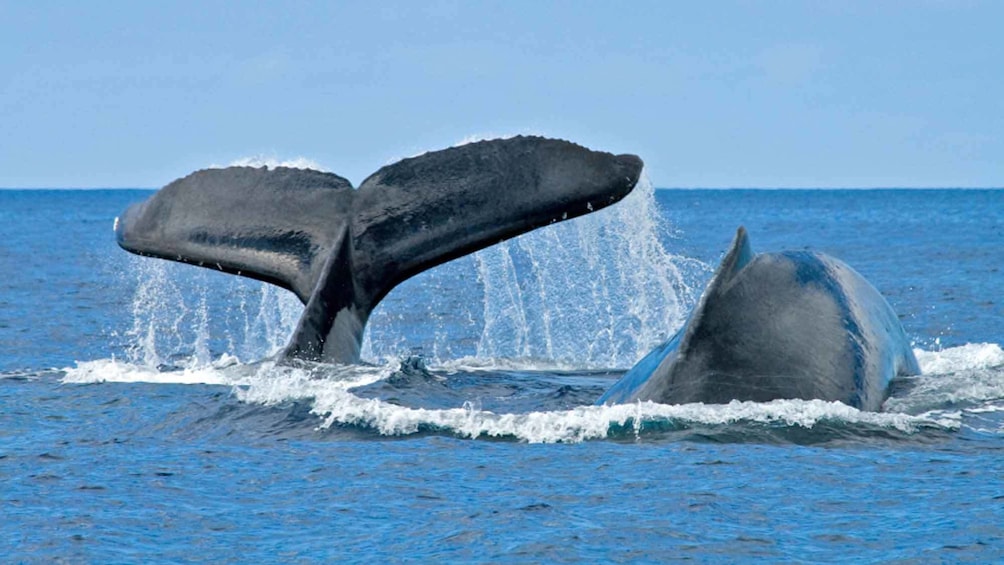 whale tail splashing in water in hawaii