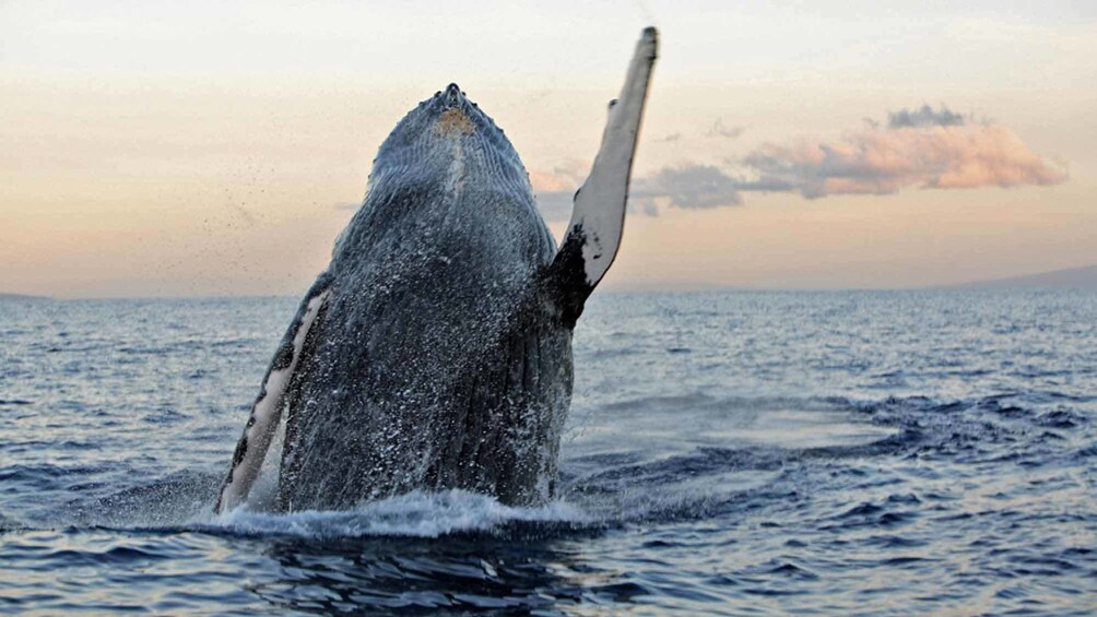 whale jumping from water in hawaii