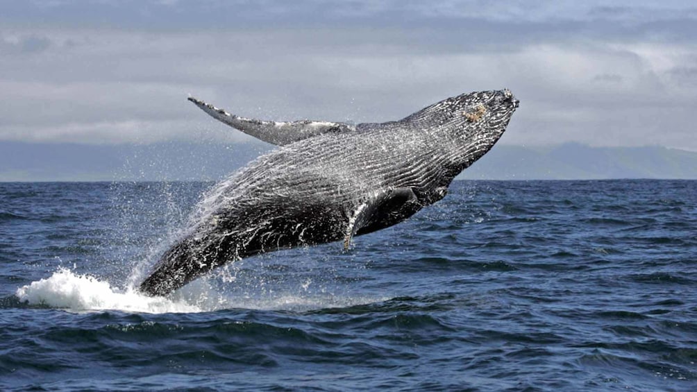 whale jumping from water in hawaii