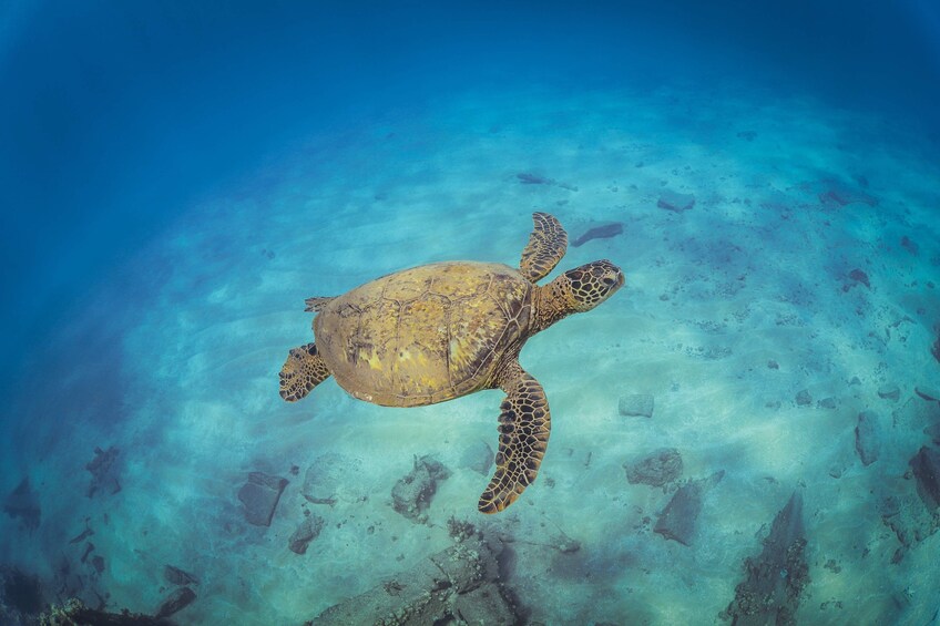 Ka'anapali: 5-hour Premier Snorkel Sail on luxury catamaran & open bar