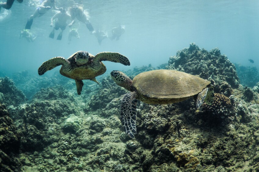 Ka'anapali: 5-hour Premier Snorkel Sail on luxury catamaran & open bar