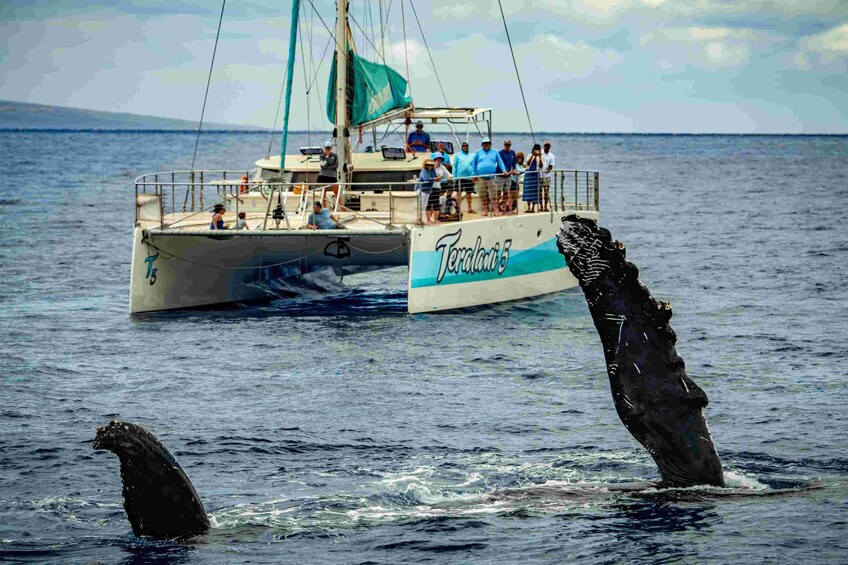 Kaanapali Whale Watch Cruise