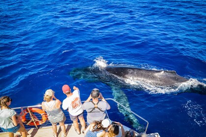 Ka'anapali: Classic Whale Watch - Beach Loading Catamaran
