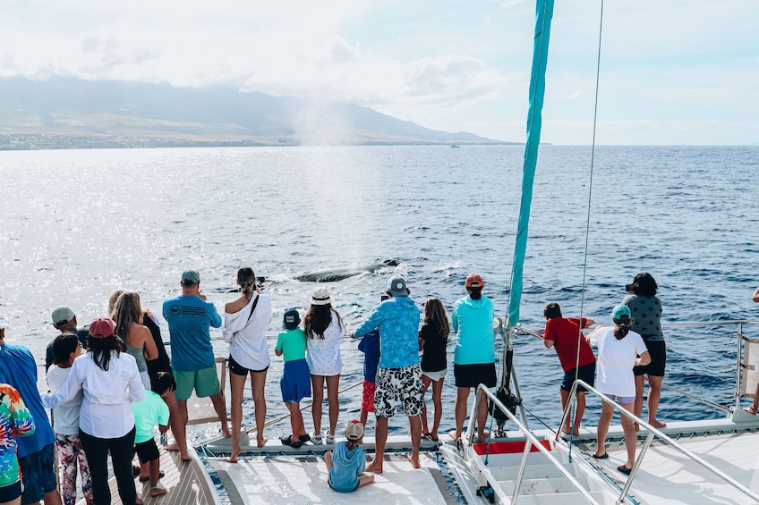 Kaanapali Whale Watch Cruise 