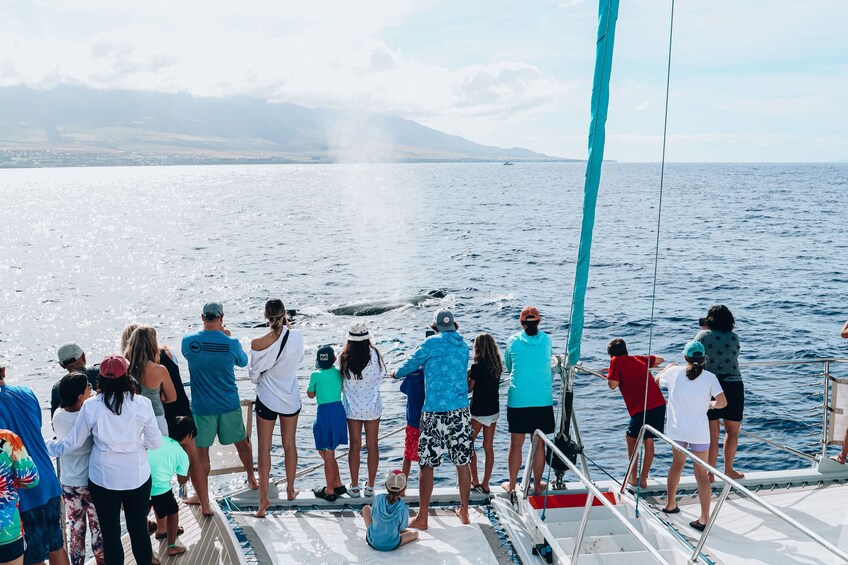 Kaanapali Whale Watch Cruise