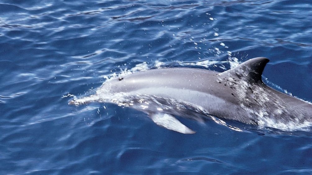 A Bottlenose Dolphin
