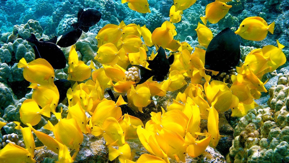 school of yellow and black fish in the pacific ocean 