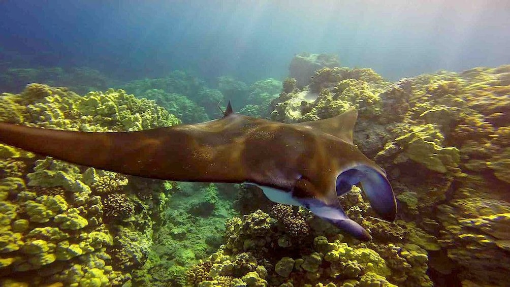 Manta ray on the Big Island 