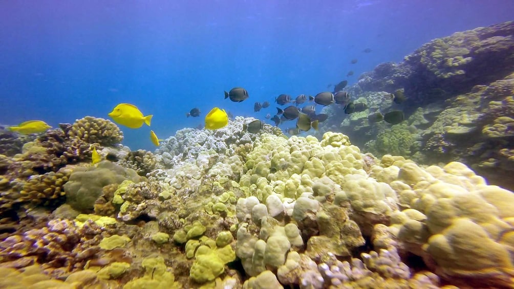 Beautiful fish and coral reef under the water on the Big Island 