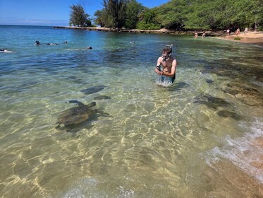 North Shore Circle Island Adventure Including Snorkelling with the Turtles