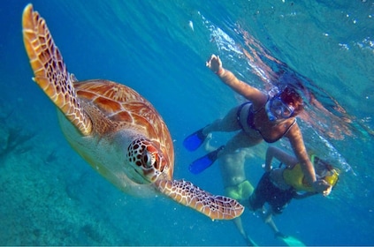 North Shore Circle Island Adventure with Free Snorkeling with the Turtles