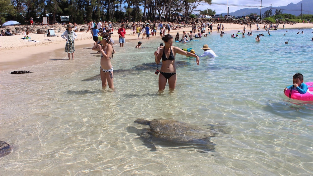 Interact with sea turtles off Oahu's North Shore