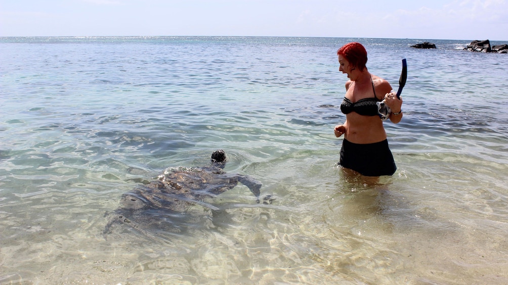 Snorkel in Haleiwa and encounter sea turtles in their natural environment