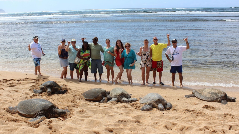 Discover sea turtles along Oahu's beaches
