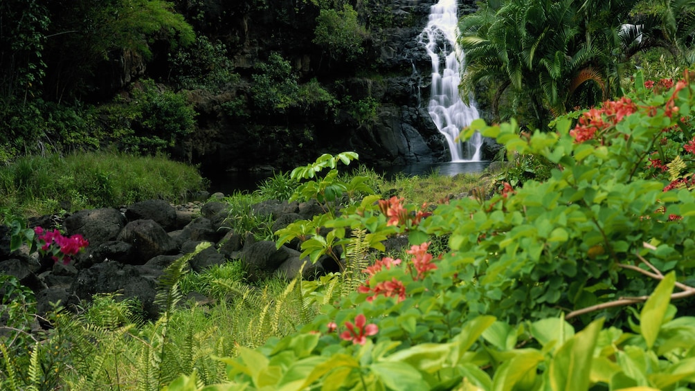 Landscape of plants near a waterfall in Maui Hawaii 