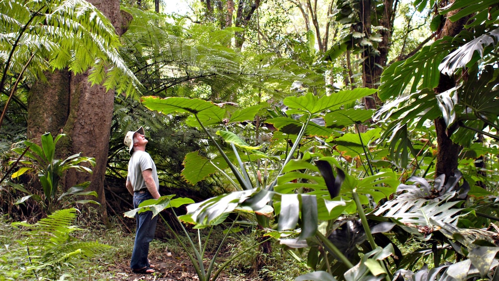 Man looking at the rainforest in Maui 