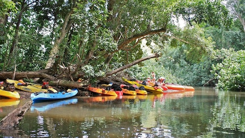 river wailua kayak experience expedia