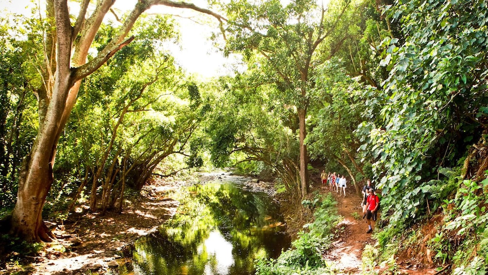 Show item 5 of 4. hikers walking down trail through jungle in Kauai