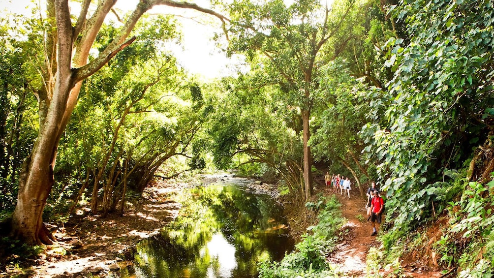 hikers walking down trail through jungle in Kauai