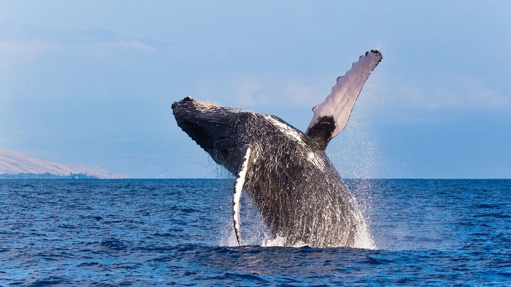 Show item 1 of 5. whale jumping out of water in whale watching tour in Maui
