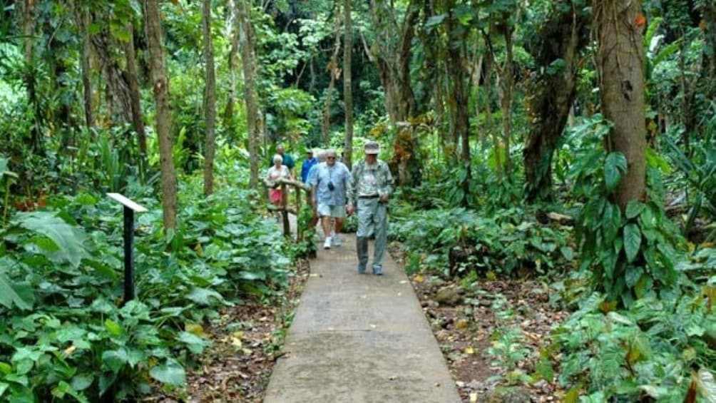 Fern Grotto Cruise 